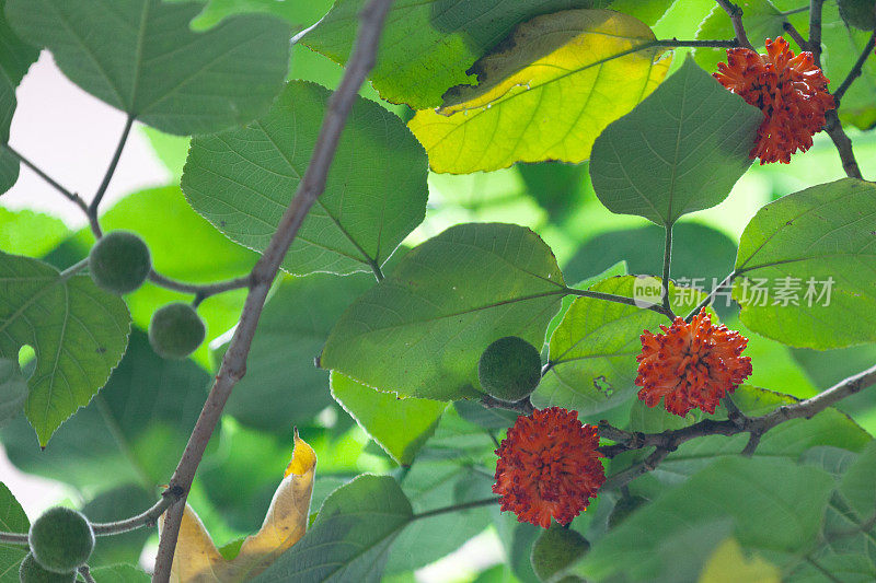 纸桑(Broussonetia papyrifera)